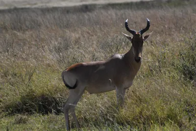 DSC_3942 (Large).JPG